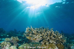 Healthy Coral Reef north of Raja Ampat, Indonesia by Wawan Mangile 